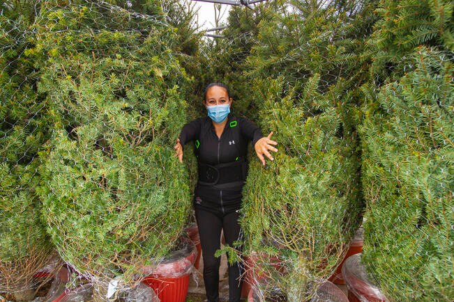 Pinos vivos: arbolitos que no mueren después de Navidad