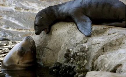 Sacrifican leones marinos para proteger salmones