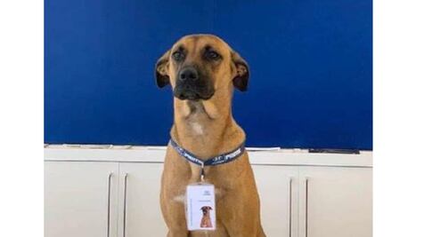 Agencia de autos adopta perrito callejero y “le da empleo”