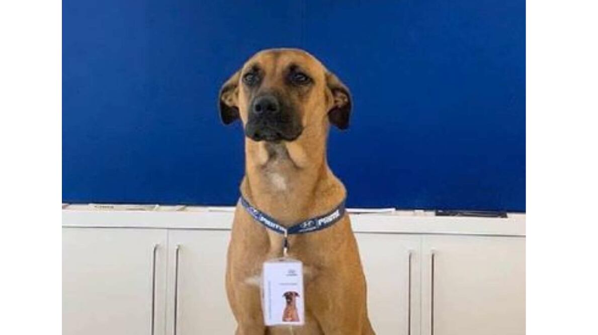 Agencia de autos adopta perrito callejero y “le da empleo”