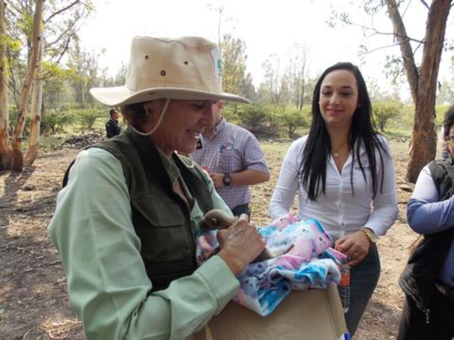 Rehabilitan en el Parque El Cimatario a fauna rescatada