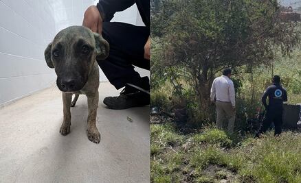 Atiende Secretaría de Bienestar Animal del Municipio de Querétaro denuncia de maltrato animal