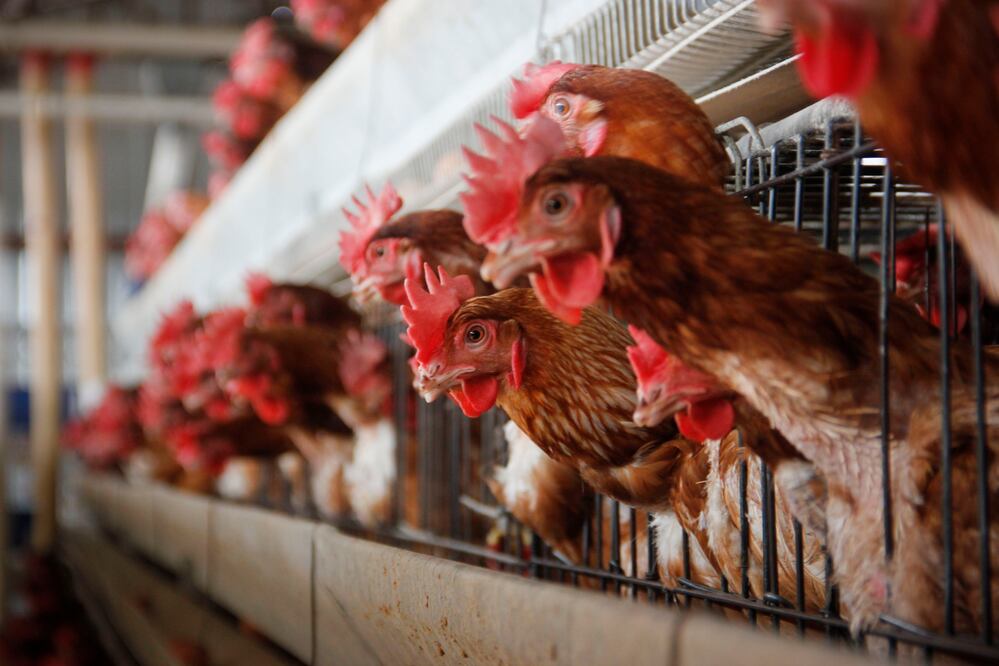 Producción sin sufrimiento