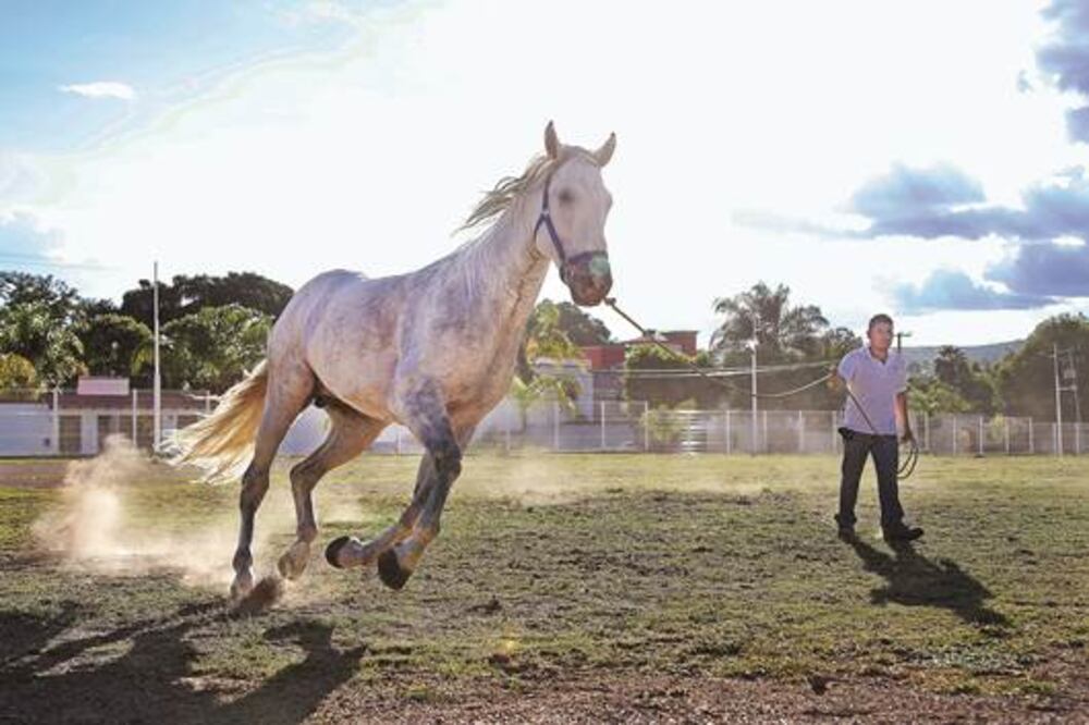 Llegan caballos lusitanos a la entidad 