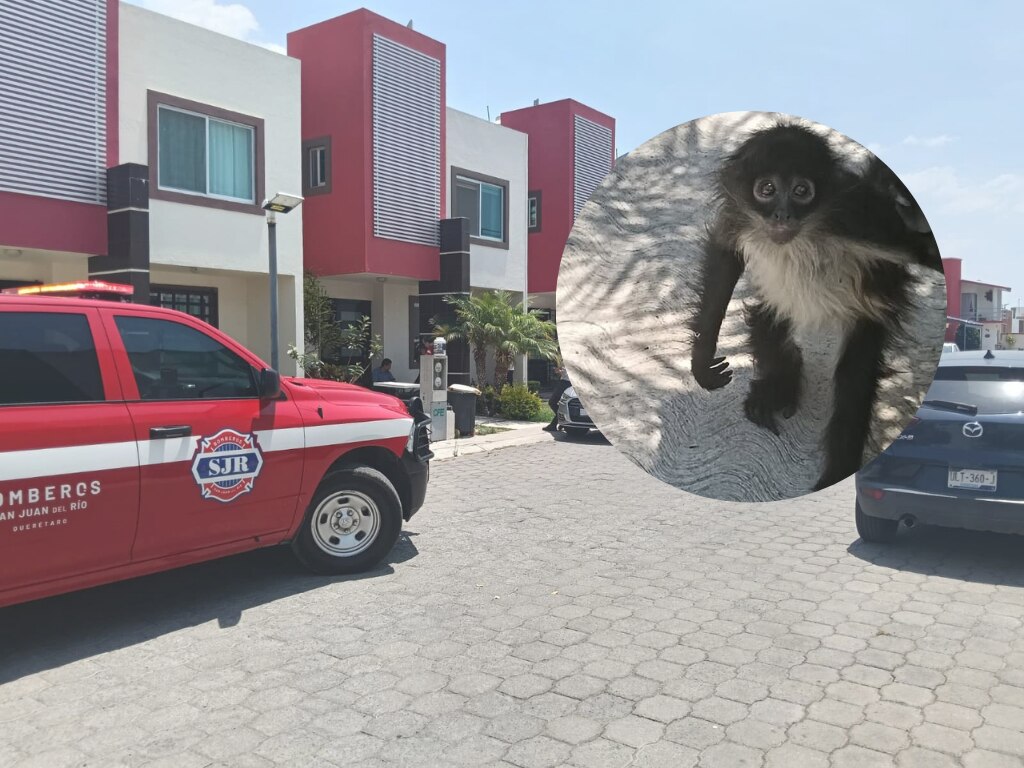 Rescatan a mono araña; paseaba por un fraccionamiento de San Juan del Río