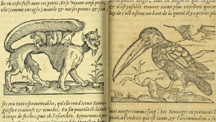 Cuál fue la peculiar criatura de América que cautivó a los europeos del siglo XVI