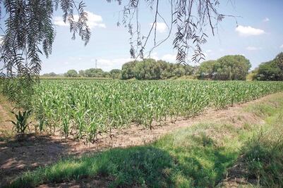  Duplicará rendimiento el campo 