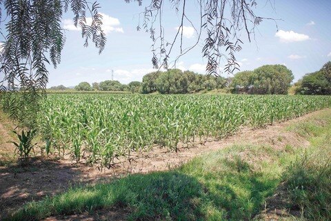 Duplicará rendimiento el campo