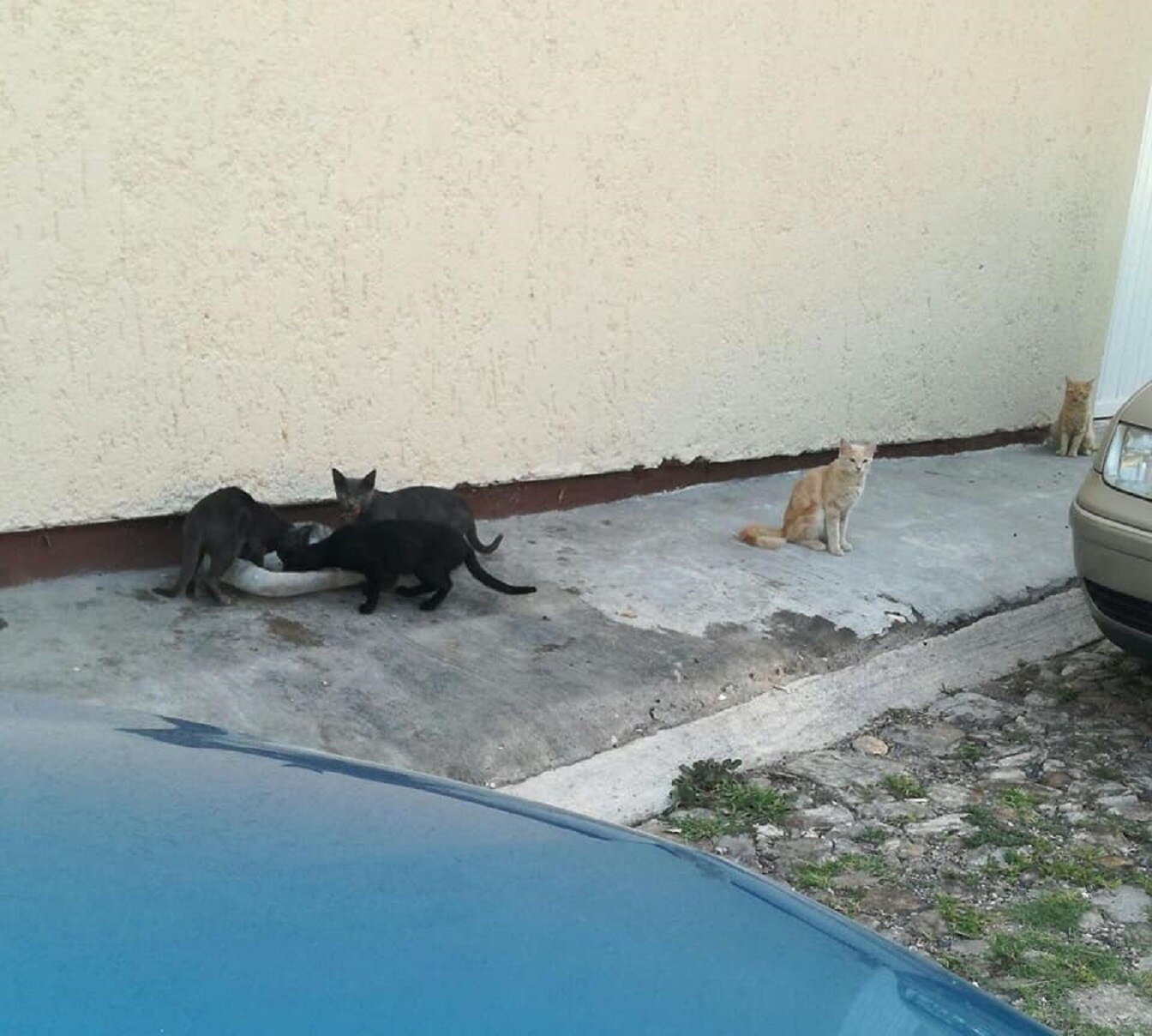 Salva una vida y adopta un gatito queretano