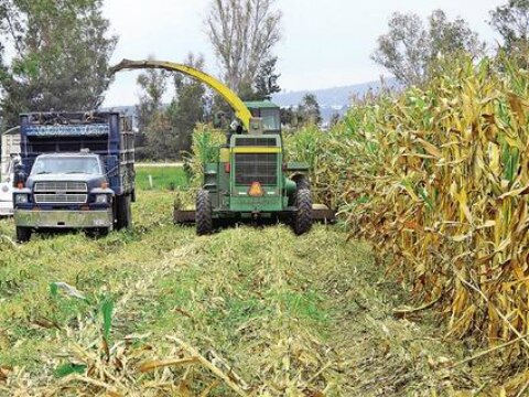 Cae precio del maíz por sobreproducción