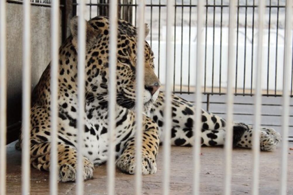 Cuestionan  ley de protección animal