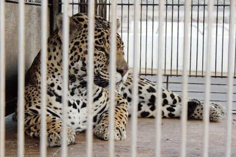 Cuestionan  ley de protección animal