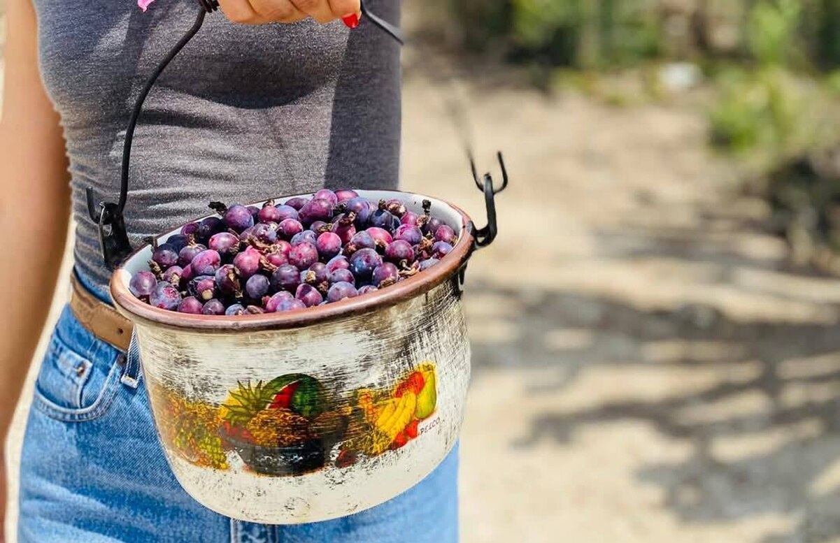 El garambullo: Dulces, nieves y mermeladas hechos con este fruto en Querétaro