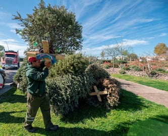 El Marqués recolectará árboles de Navidad