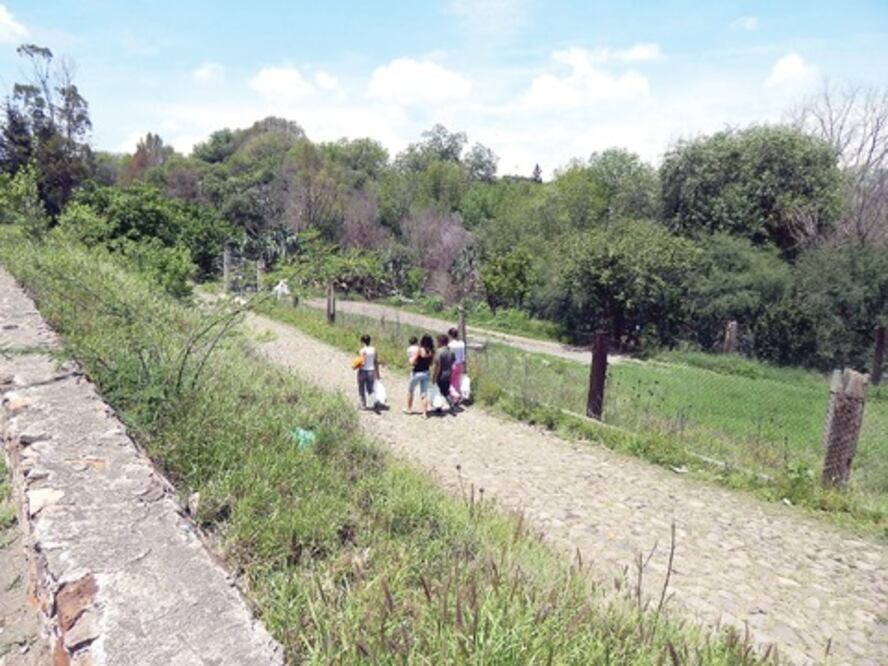 Investigará Profepa tala clandestina