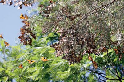 Protegerán migración de la mariposa monarca