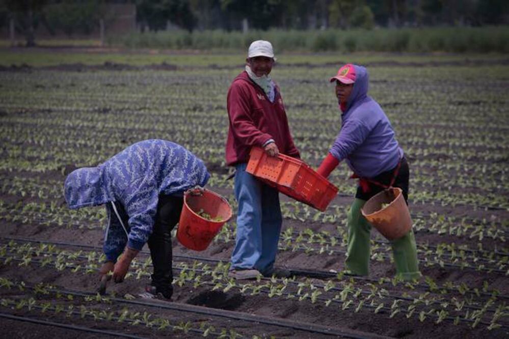 Productores dieron 2 mil 800 pesos por hectárea para comprar semillas, las cuales no recibieron (ARCHIVO. EL UNIVERSAL)