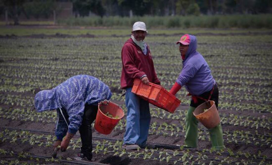 Productores dieron 2 mil 800 pesos por hectárea para comprar semillas, las cuales no recibieron (ARCHIVO. EL UNIVERSAL)