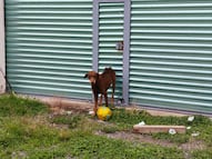 Rescatan a perro en situación de desnutrición en San Juan del Río