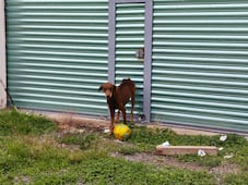 Rescatan a perro en situación de desnutrición en San Juan del Río