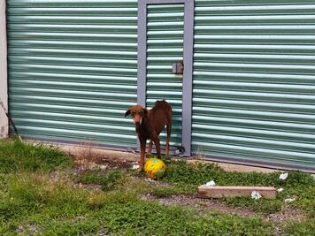 Rescatan a perro en situación de desnutrición en San Juan del Río