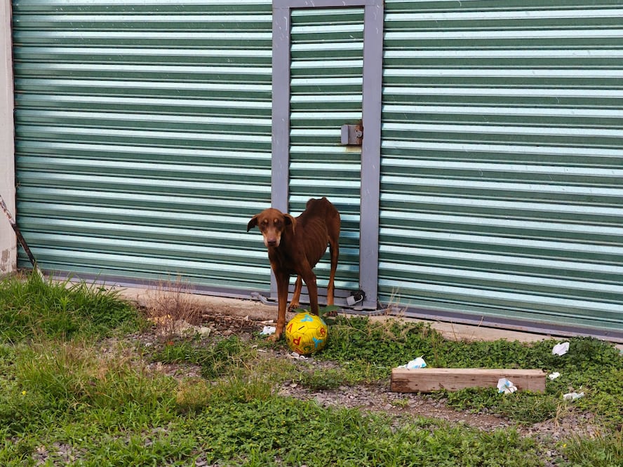 Foto. Facebook Dirección de Cuidado Animal SJR