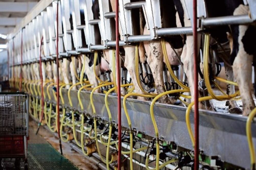 México, con exceso de producción láctea