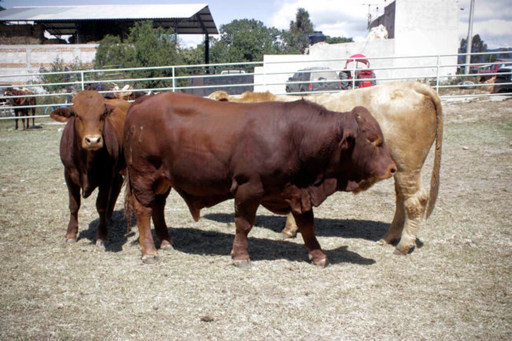 Durante la temporada otoño-invierno los ganaderos de La Sierra sufrieron la falta de insumos derivado de las bajas temperaturas. ARCHIVO EL UNIVERSAL