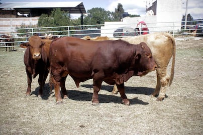 Ganaderos prevén un buen ciclo primavera-verano