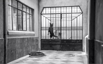 "Borras", el personaje más despreocupado de "Roma" tiene su cumbia