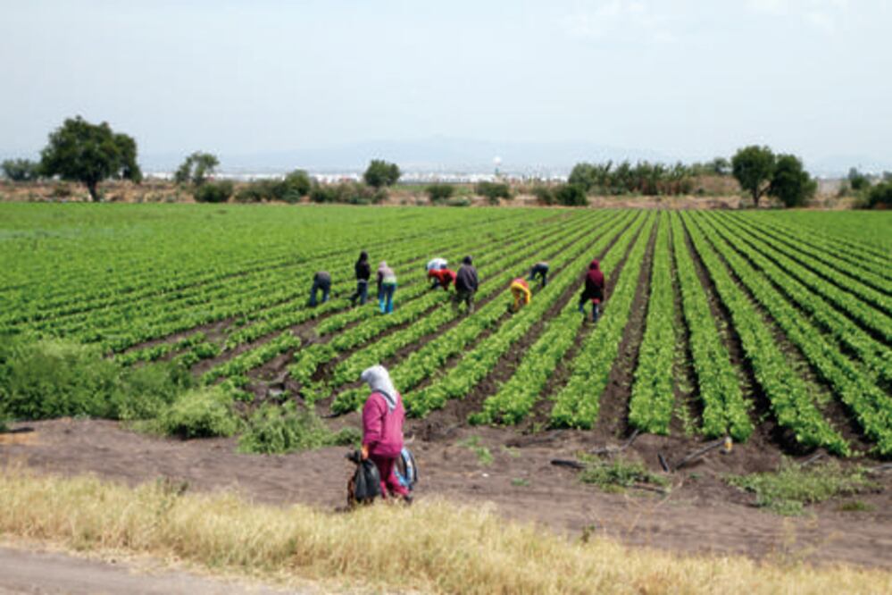 Destacan valor de exportaciones agrícolas