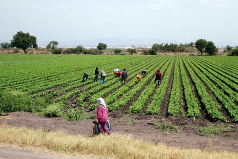 Destacan valor de exportaciones agrícolas