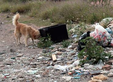 Perros callejeros, problema de salud