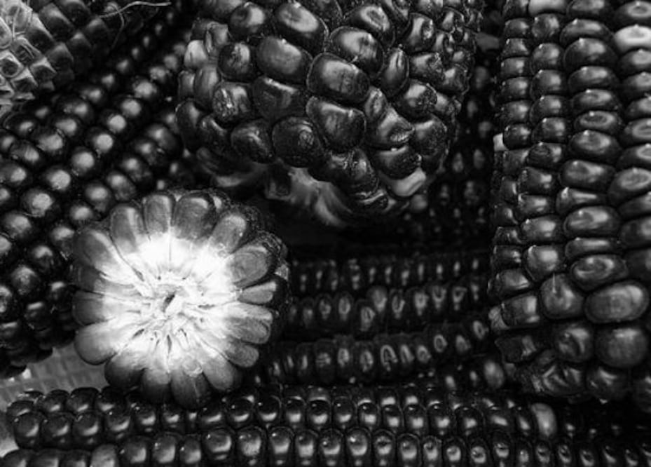 Ahora venden maíz negro 