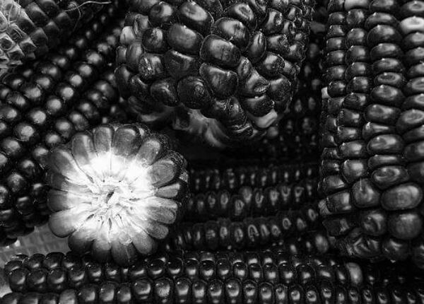 Ahora venden maíz negro