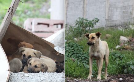 Perrita y sus lomitos buscan hogar