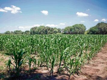 Plaga afectó  512 ha en la sierra