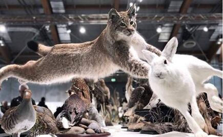 Conoce la tienda-museo de los seres vivos momificados