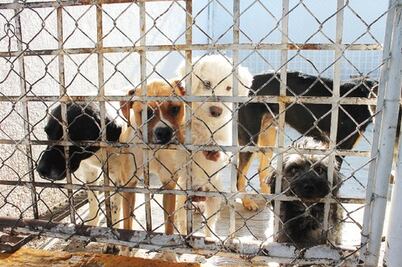 Tipificarían maltrato animal en esta semana