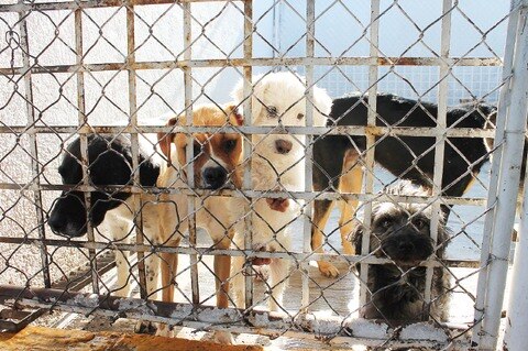 Tipificarían maltrato animal en esta semana
