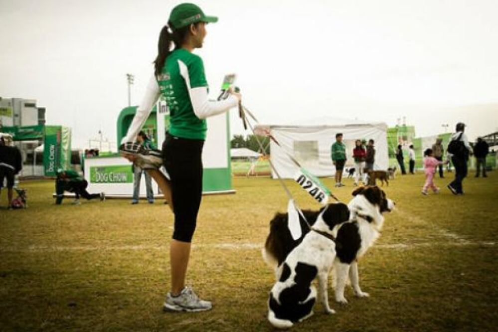 Albergue de animales, al límite