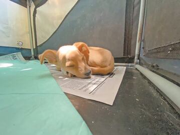 Sube 70% el abandono de las mascotas