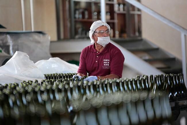 Registran alza en  producción de vino
