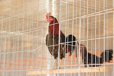 Demandan al gobierno de Querétaro por permitir corridas de toros y peleas de gallos