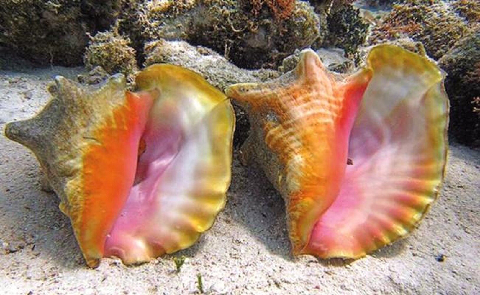 Decomisan 400 kilos de caracol rosado en el sur de Q.Roo