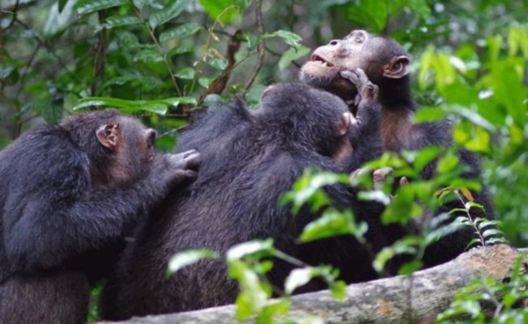 Los chimpancés machos del Parque Nacional Taï, en Costa de Marfil, se acicalan entre ellos como muestra de su apego. Esta unión les permite reconocerse y protegerse en caso de peligro. (FOTO: Roman Wittig, Taï Chimpanzee Project)
