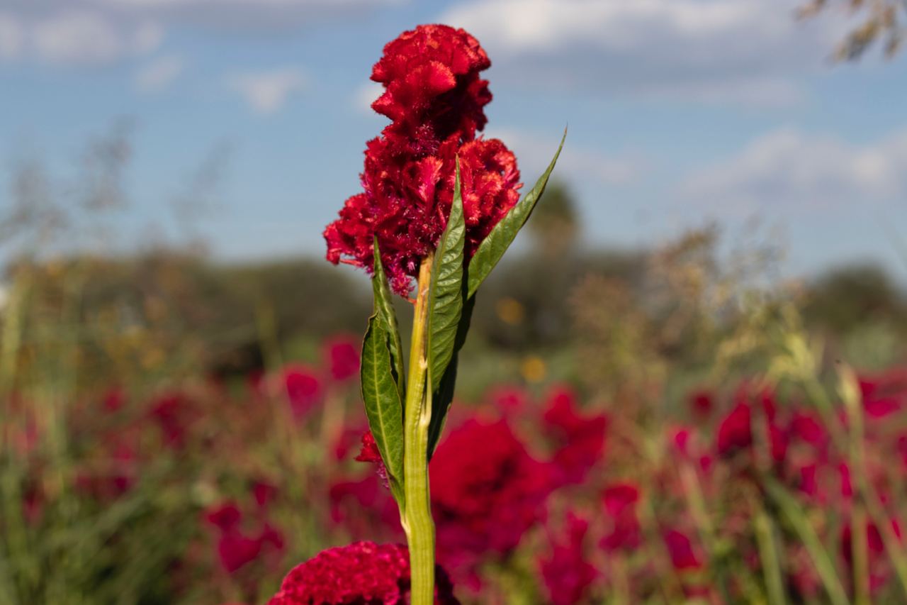 Instalan 2 refugios para insectos en San Juan del Río; son jardines polinizadores 
