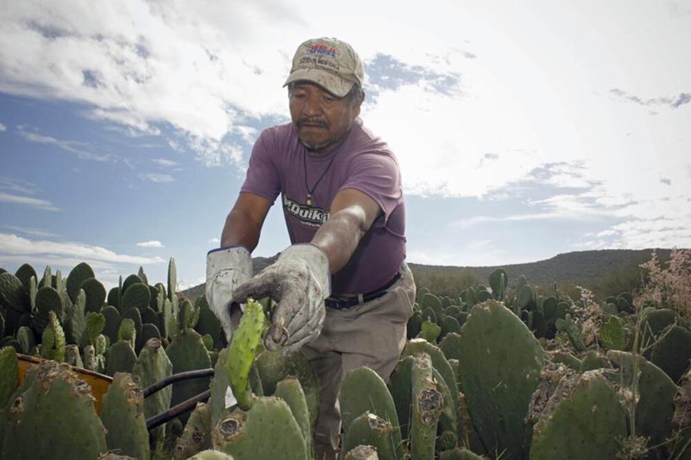 Inegi: agro crece, pero aportación a PIB es marginal