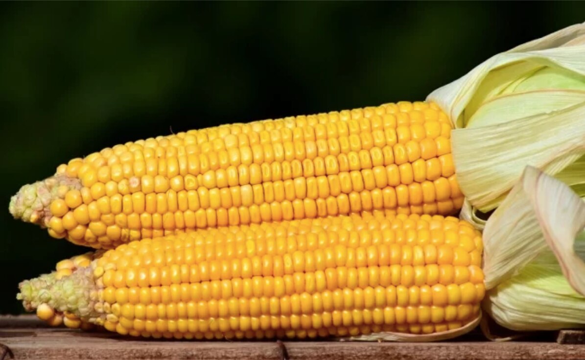 7 beneficios del elote