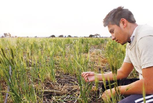 Disminuye siembra de cebada